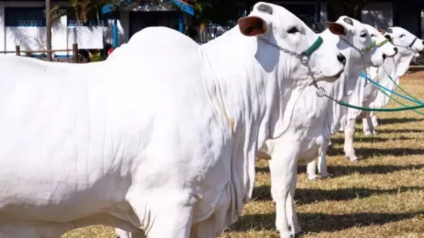 Nellore Breed Cow Is A New Record In Brazil