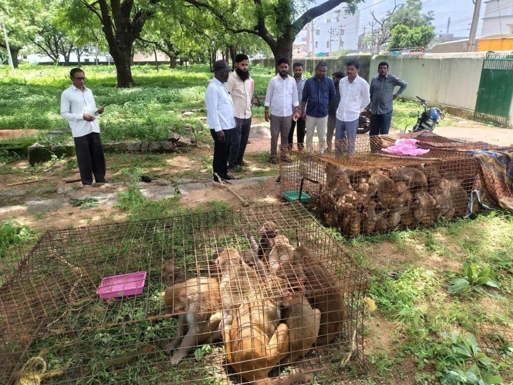కోతుల బెడదను తగ్గించేందుకు మున్సిపల్ చైర్మన్ ప్రత్యేక చర్యలు