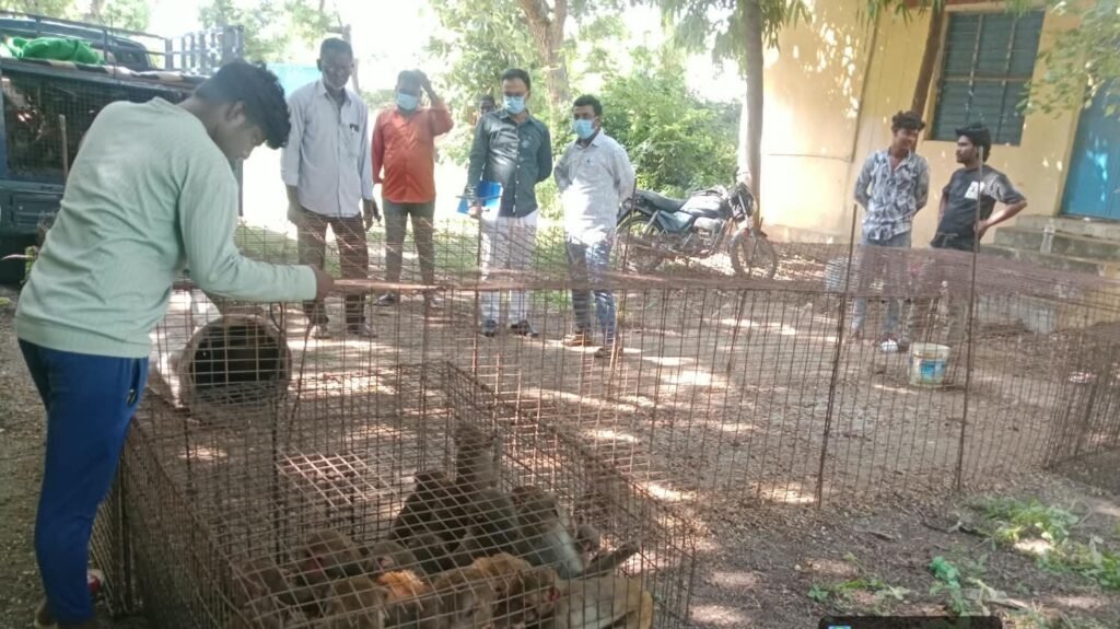 కోతుల బెడద నివారణకు చర్యలు