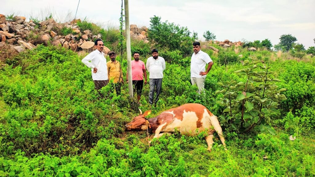 విద్యుత్‌ షాక్‌తో ఆవు మృతి