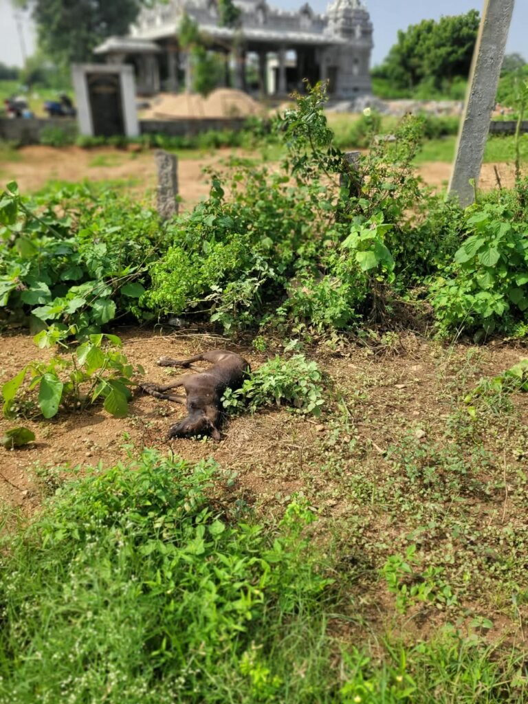 సోమేశుని గుడి వద్ద కుక్క మృతదేహం