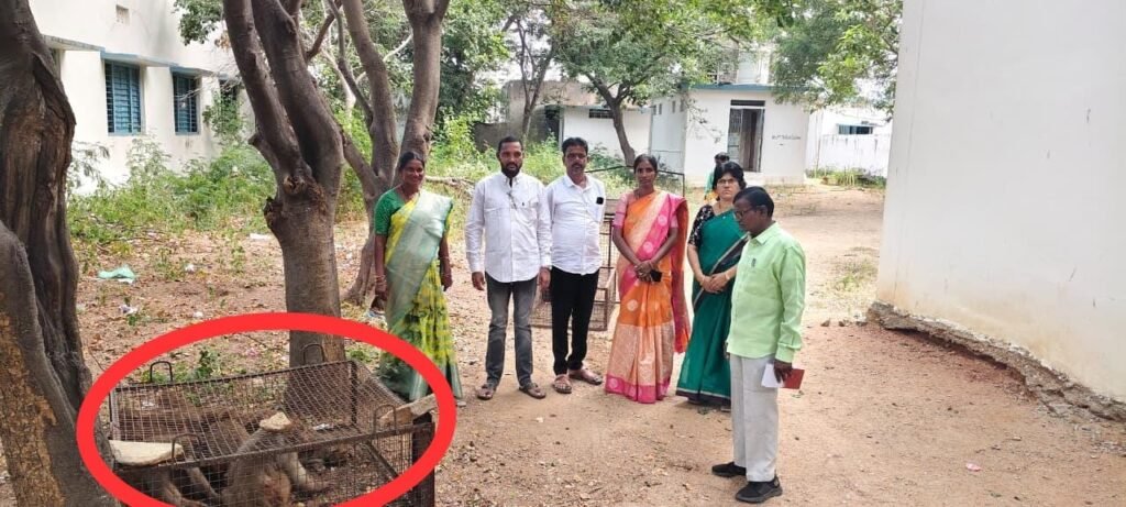 11వ వార్డులో కోతుల బెడద నివారణకు చర్యలు